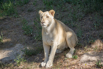 El león blanco africano sentado mira.
