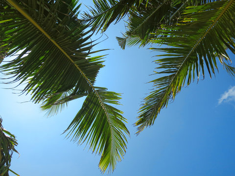 Sky view with green palm tree leaves