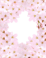 Obraz na płótnie Canvas 桜の背景