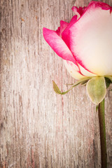 red rose flower on wooden background