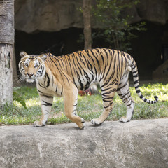 Bengal Tiger