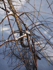 雪に埋もれた枯れた木
