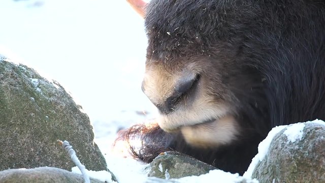 Bison rumination in winter snow with steam coming from snout