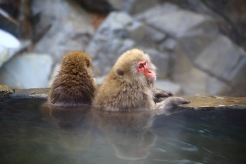 Obraz premium 温泉に浸かる2匹の猿