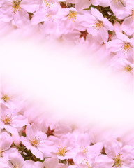 桜の背景イメージ