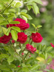 赤いつるバラ