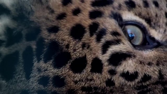 female Amur leopard (Panthera pardus orientalis) grooming and lying looking around