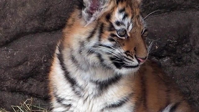 Tiger cub sitting in cave while it snows, hiss
