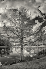 Tree by Pond With Clouds in Sky