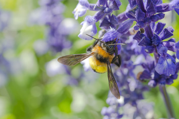 Bumble bee sucking nectar of flowers