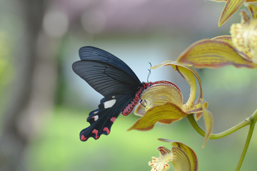Butterfly sucking nectar on the orchid flower