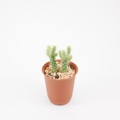 The little green cactus in small brown plant pot for home decoration.