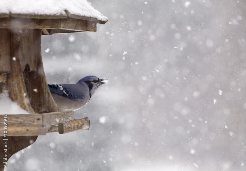 Sticker Blue Jay at Bird Feeder Winter