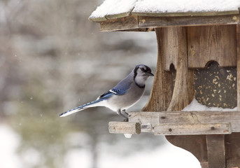 Blue Jay at Bird Feeder Winter