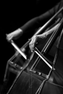 Detail of double basses in the symphony orchestra in black and white