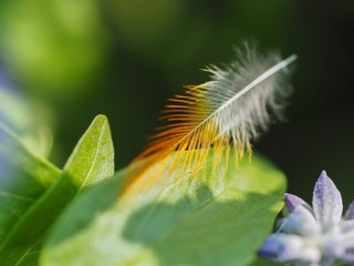 Feather On Leaves Background