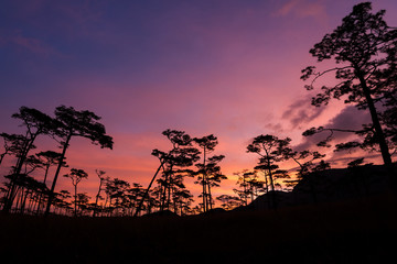 silhouette of pine tree at sunset