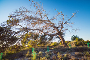 In the nature reserve near the San Pedro del Pinatar. Region of Murcia. Spain