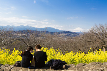 Fototapeta premium 吾妻山公園（菜の花、富士山）