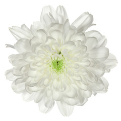 single white flower chrysanthemum closeup