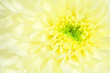 single flower yellow chrysanthemum closeup