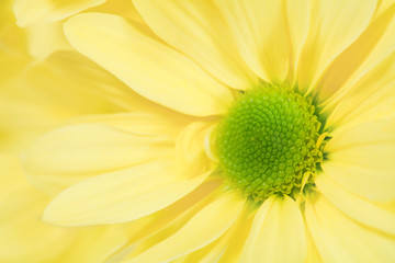 single flower yellow chrysanthemum closeup