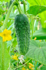 close-up of ripening cucumber
