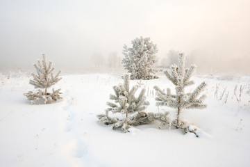 Winter landscape at sunrise, Spruce covered by frost