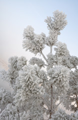 cold winter frost on the branches of trees