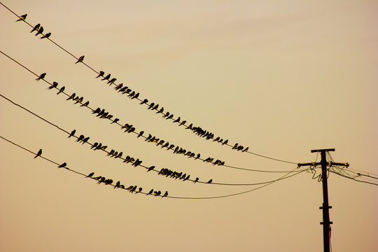 Birds sitting on wire