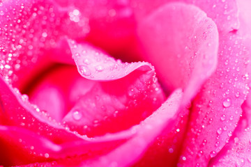 Drops on the rose