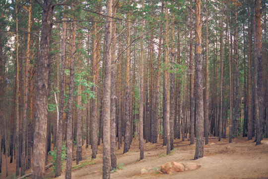 Fototapeta Landscape of pine forest