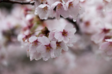 雨桜