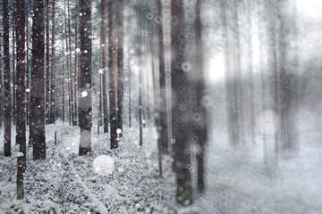 Fototapeta premium blurred background winter forest snowfall