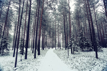 winter fir forest