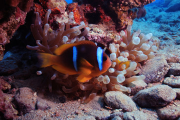 Plakat anemone fish, clown fish, underwater photo