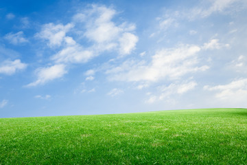 Fototapeta na wymiar Field of green grass and blue sky