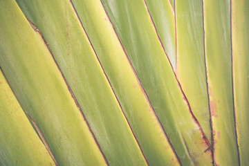 Big banana leaf texture background