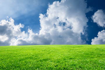 Field of green grass and blue sky