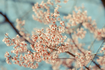 Wild Himalayan Cherry spring blossom