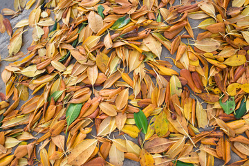 Leaf fall background.