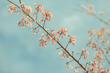 Wild Himalayan Cherry spring blossom