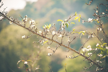 White Peach flower Blossom