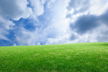 Field of green grass and blue sky