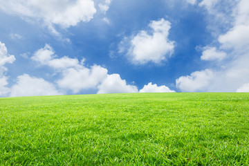 Field of green grass and blue sky