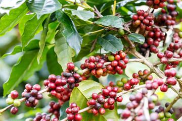 Coffee beans raw plantation