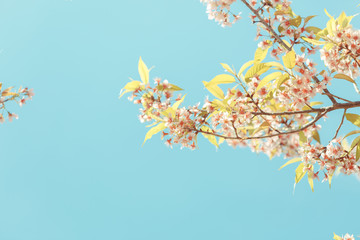 Obraz na płótnie Canvas Wild Himalayan Cherry spring blossom