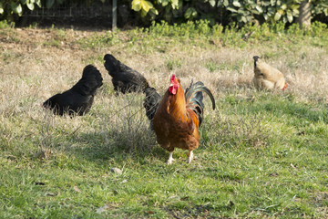 rooster and hen in the farm