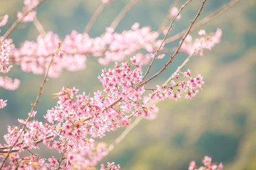 Wild Himalayan Cherry spring blossom