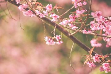 Wild Himalayan Cherry spring blossom